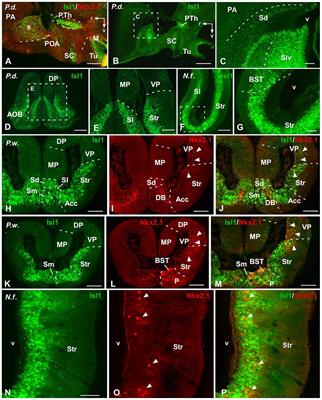 Comparative Analysis of Nkx2.1 and Islet-1 Expression in Urodele Amphibians and Lungfishes Highlights the Pattern of Forebrain Organization in Early Tetrapods